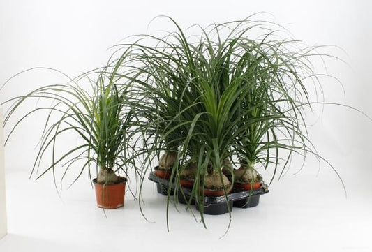 Beaucarnea recurvata pianta d'appartamento