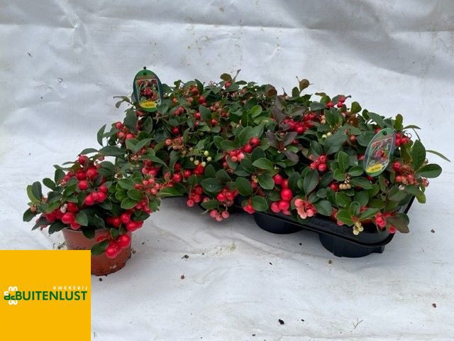 Gaultheria Procumbens Big Berry Glitter