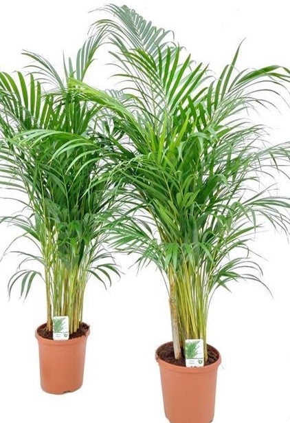 Dypsis lutescens (Areca) Pianta d'appartamento