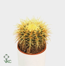 Echinocactus Grusonii pianta grassa