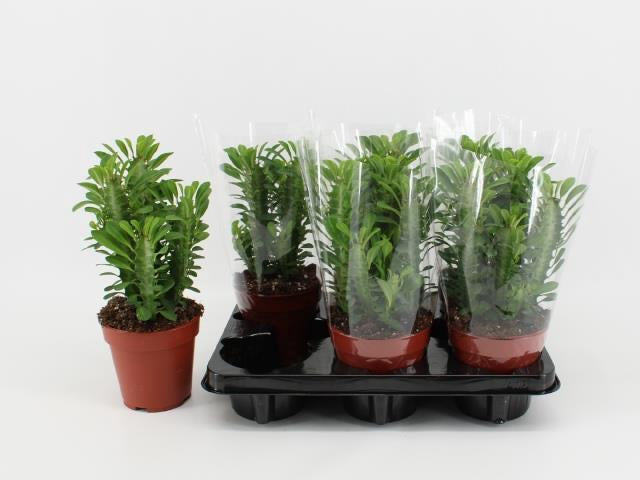 Pianta Euphorbia Trigona Rubra Vario Formato - Piante Succulente