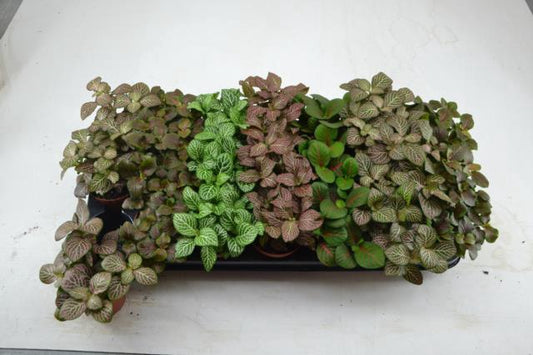 Fittonia Albivenis Mosaic Plant
