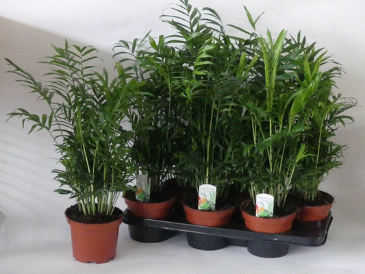 Chamaedorea elegans Pianta d'appartamento