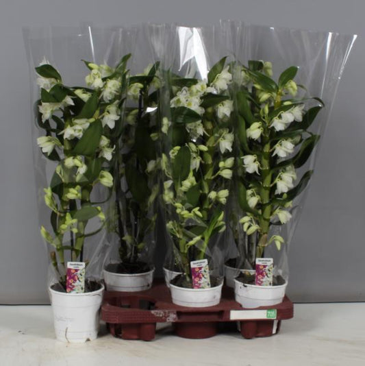 Dendrobium nobile special apollon