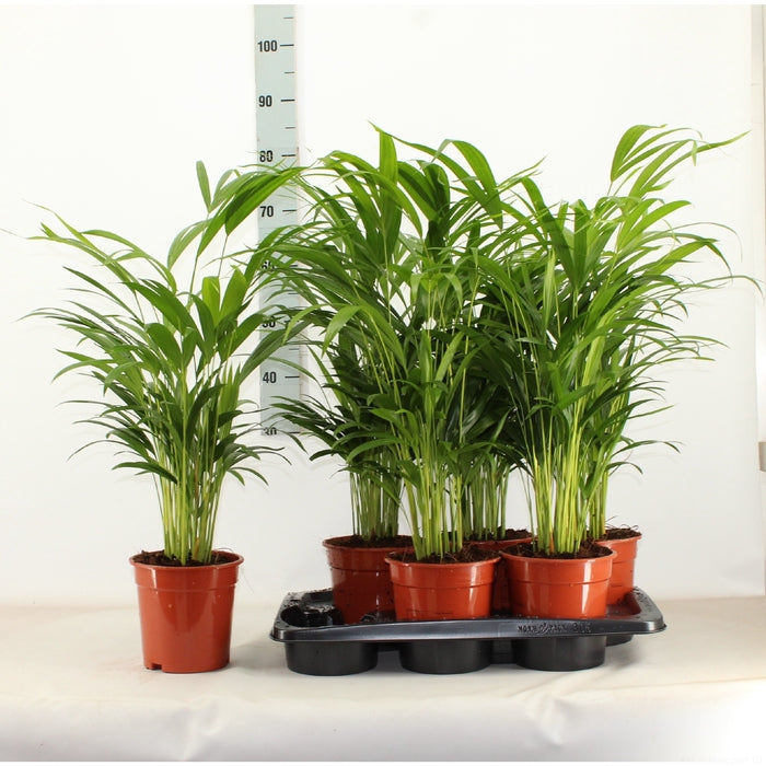 Dypsis lutescens (Areca) Pianta d'appartamento