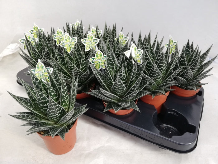 Aloe Tiki Thai