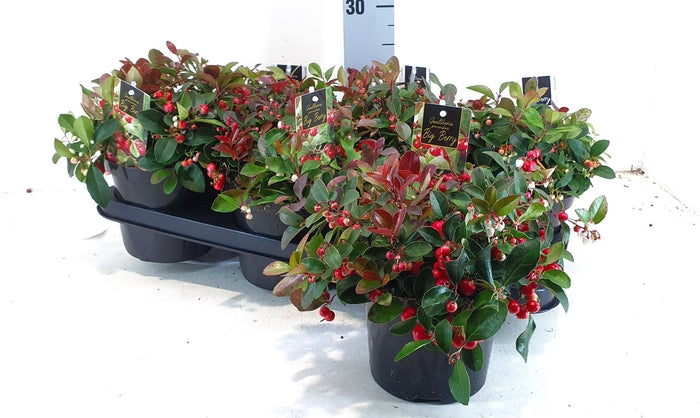 Gaultheria Procumbens Big Berry Glitter