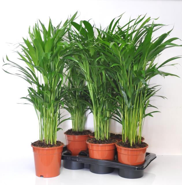 Dypsis lutescens (Areca) Pianta d'appartamento