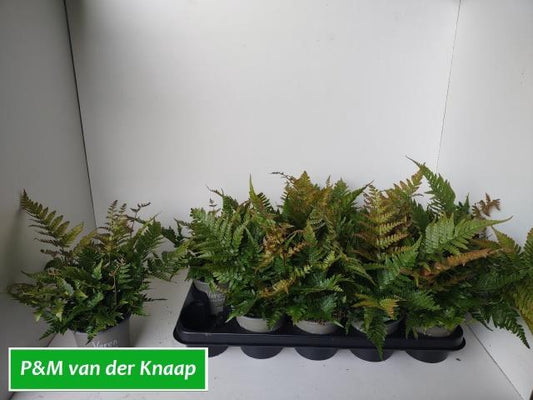 Dryopteris erythrosora 'Prolifica'
