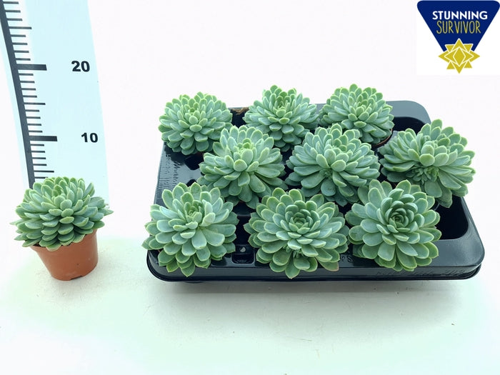 ECHEVeria ELEGANS