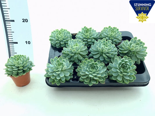 ECHEVeria ELEGANS