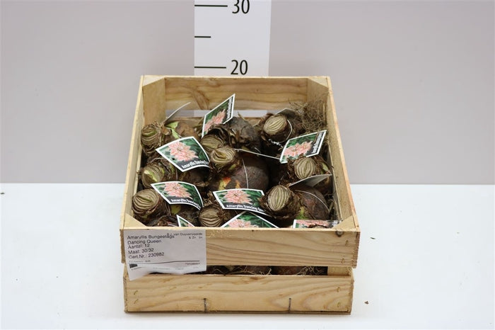 Hippeastrum amarillis