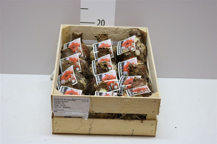 Hippeastrum amarillis
