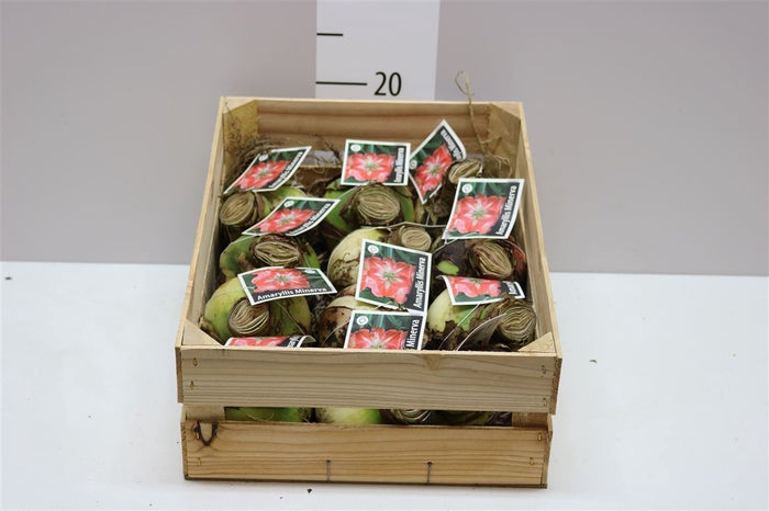 Hippeastrum amarillis