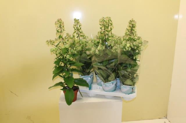 Kalanchoe “Magic Bells” bellissima pianta sempre verde da interno