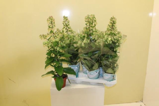 Kalanchoe “Magic Bells” bellissima pianta sempre verde da interno