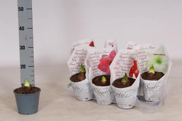 Hippeastrum bulbosa da interno