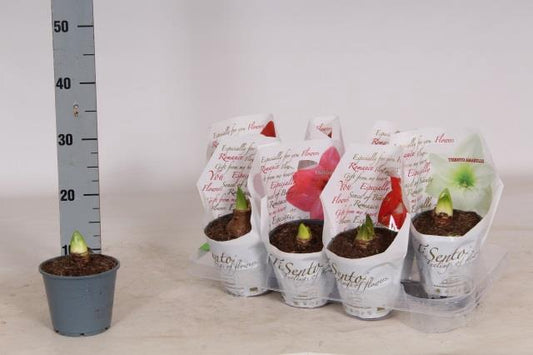 Hippeastrum bulbosa da interno