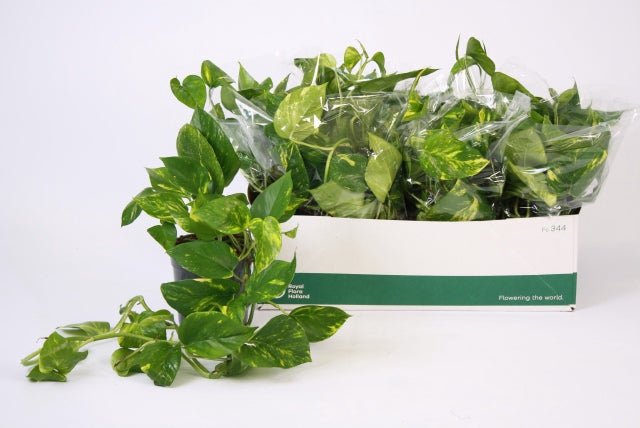 Epipremnum aureum basket da interno pendente