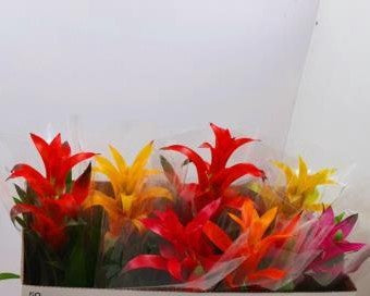 Bromelia guzmania  gemengo pianta d'appartamento ufficio