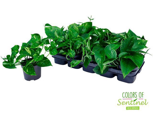 Epipremnum aureum Photos pianta da interno