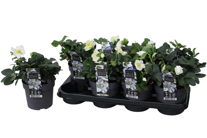 Helleborus niger Christmas Carol detta Rosa di Natale