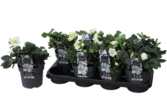 Helleborus niger Christmas Carol detta Rosa di Natale
