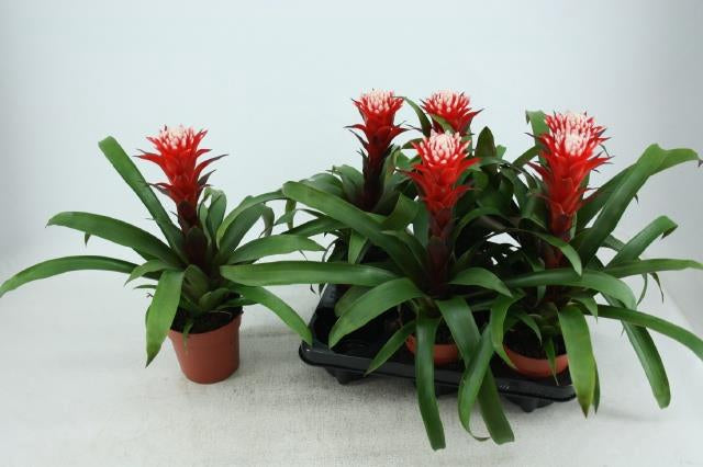 Bromelia Guzmania Hope