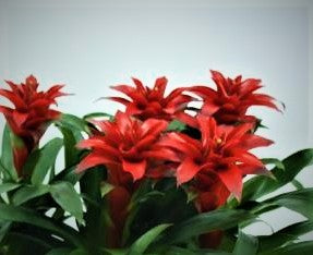 Guzmania DENISE