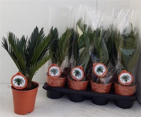 Cycas Revoluta bulbo  6-8 cm