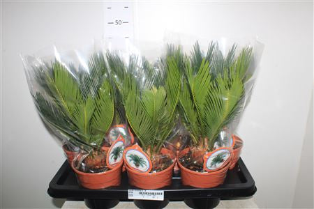 Cycas Revoluta bulbo  6-8 cm