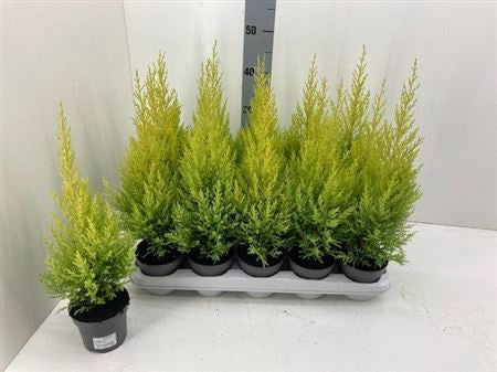Cupressus macrocarpa Wilma