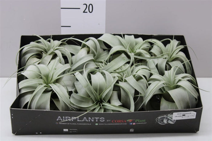 Tillandsia xerographica - Piante da interno