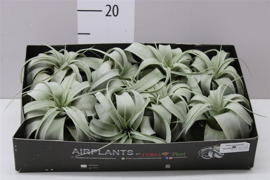 Tillandsia xerographica - Piante da interno