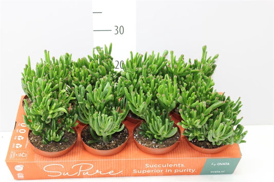 Crassula Hobbit pianta grassa d'appartamento