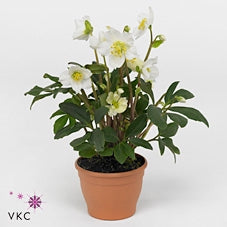Helleborus niger Christmas Carol detta Rosa di Natale