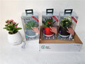 Vaso novita' con musica Piano Playbox idea regalo Natale