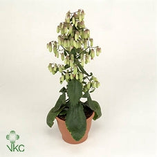 Kalanchoe “Magic Bells” bellissima pianta sempre verde da interno