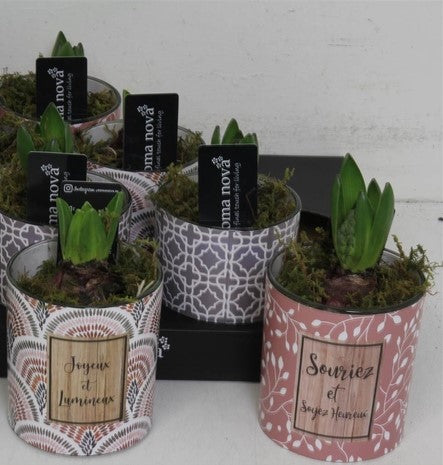 Arrangement Hyacinth