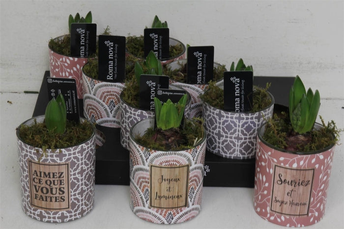 Arrangement Hyacinth