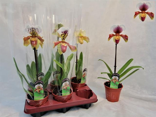 PAPHILOPEDILUM AMERIKA ORCHIDEA