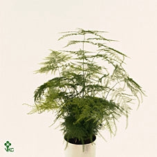 Asparagus setaceus pianta d'appartamento