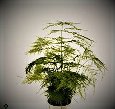 Asparagus setaceus pianta d'appartamento