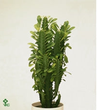 Pianta Euphorbia Trigona Rubra Vario Formato - Piante Succulente