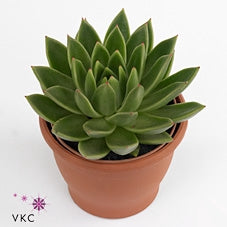Echeveria Miranda