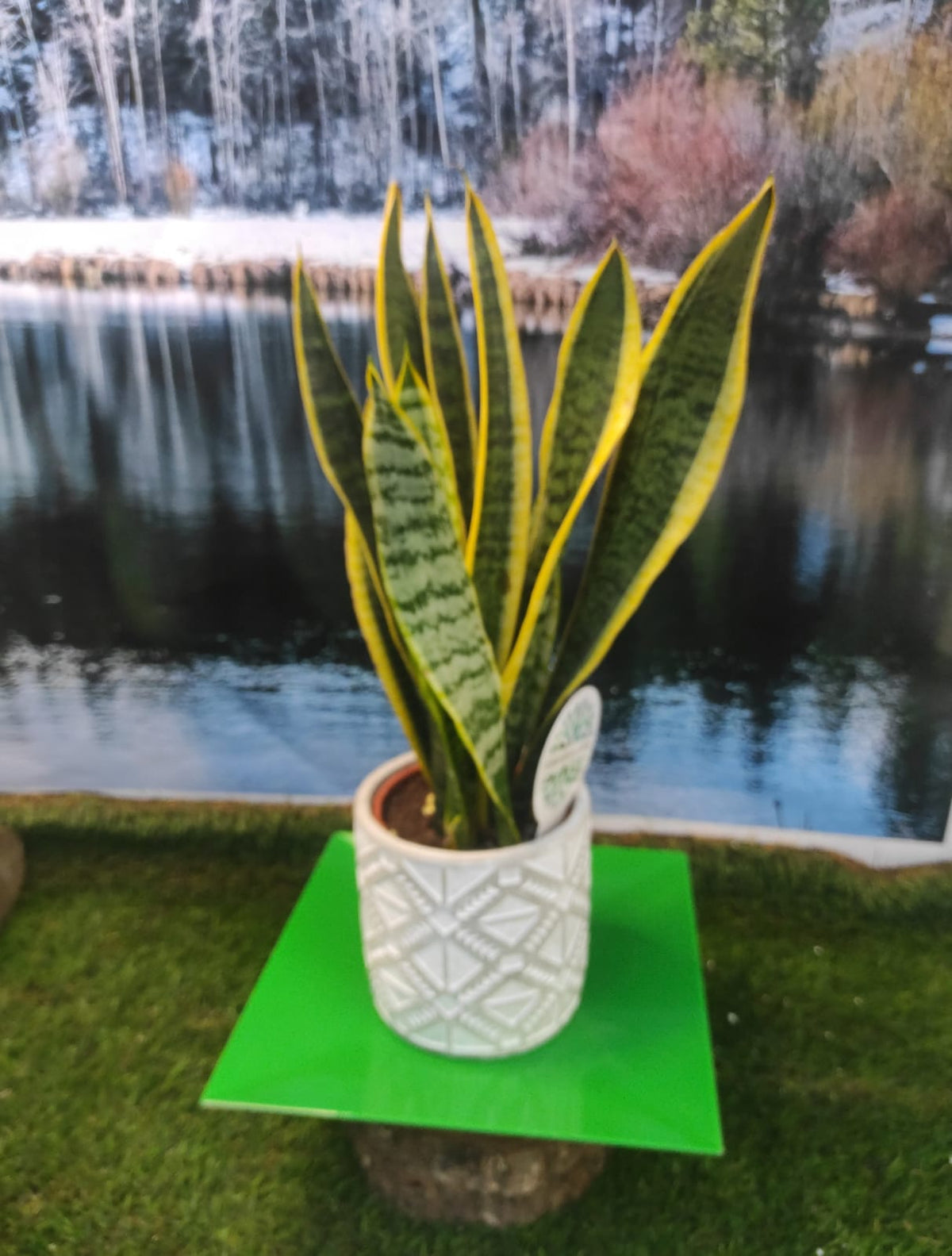 VASI PER PIANTE, VASI IN CEMENTO DECORATO, TONDI DA INTERNO VARI COLORI