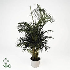 Dypsis lutescens (Areca) Pianta d'appartamento