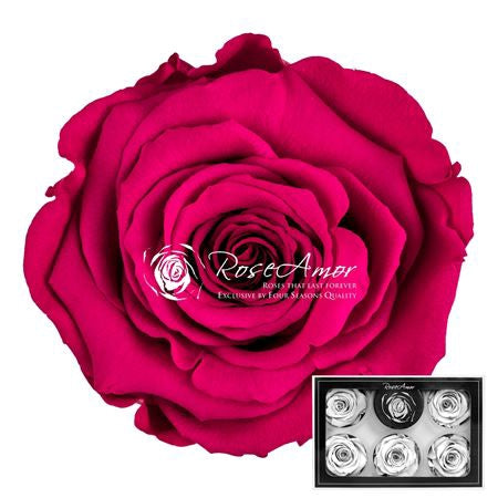 Pr 1 Pin07 Xl Rosa Stabilizzata Vera Eterna - Idee Regalo Festa Della Mamma Donna Moglie Fidanzata Ragazza San Valentino Compleanno Anniversario Matrimonio Originale Alta Qualità