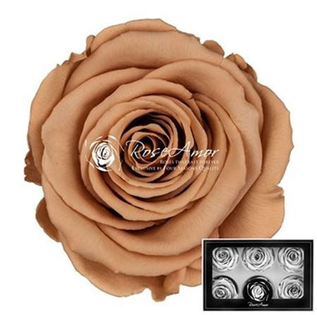 Pr 1 Pin07 Xl Rosa Stabilizzata Vera Eterna - Idee Regalo Festa Della Mamma Donna Moglie Fidanzata Ragazza San Valentino Compleanno Anniversario Matrimonio Originale Alta Qualità