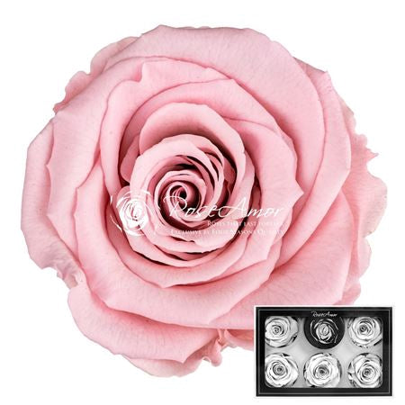 Pr 1 Pin07 Xl Rosa Stabilizzata Vera Eterna - Idee Regalo Festa Della Mamma Donna Moglie Fidanzata Ragazza San Valentino Compleanno Anniversario Matrimonio Originale Alta Qualità